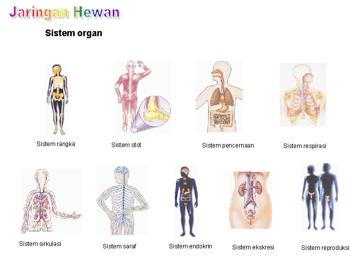 Sistem organ Sistem rangka Sistem sirkulasi Sistem otot Sistem saraf Sistem pencernaan Sistem endokrin