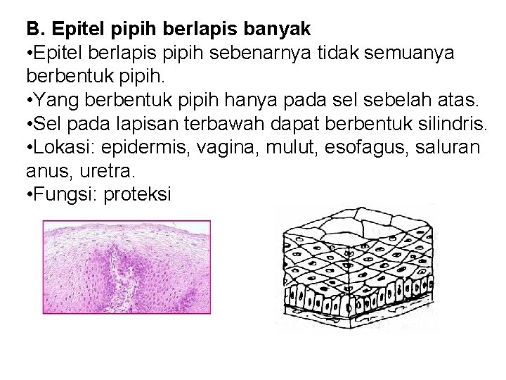 B. Epitel pipih berlapis banyak • Epitel berlapis pipih sebenarnya tidak semuanya berbentuk pipih.