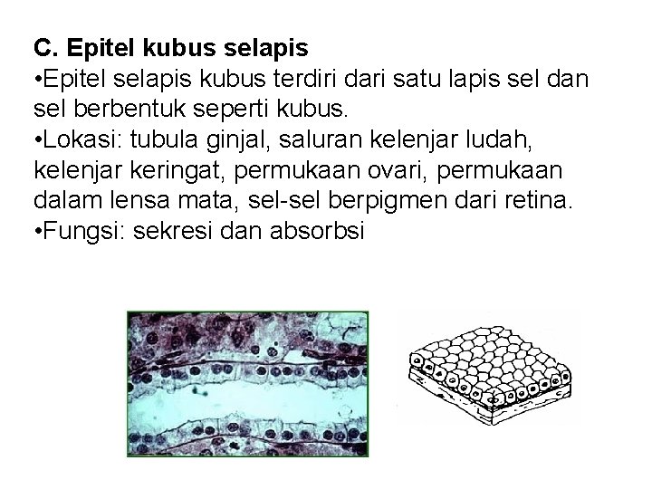 C. Epitel kubus selapis • Epitel selapis kubus terdiri dari satu lapis sel dan