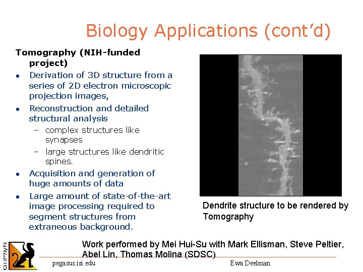 Biology Applications (cont’d) Tomography (NIH-funded project) l Derivation of 3 D structure from a