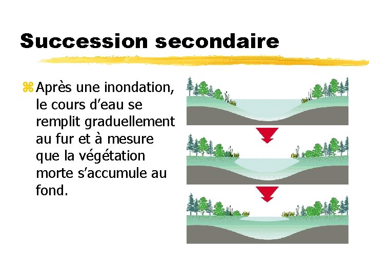 Succession secondaire z Après une inondation, le cours d’eau se remplit graduellement au fur