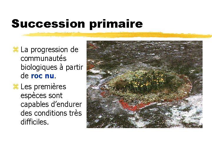 Succession primaire z La progression de communautés biologiques à partir de roc nu. z