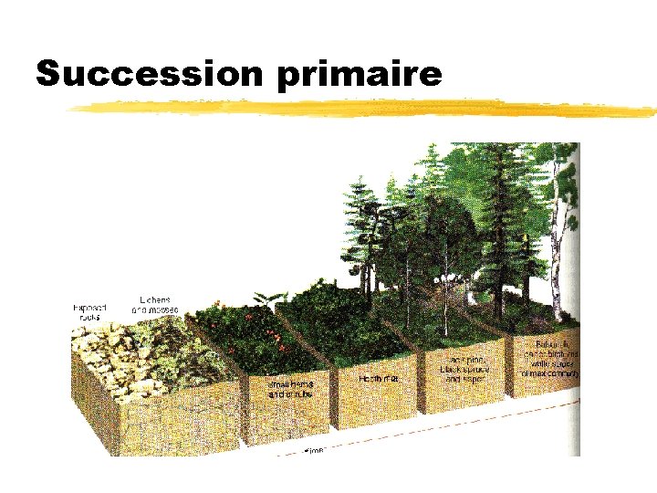 Succession primaire 