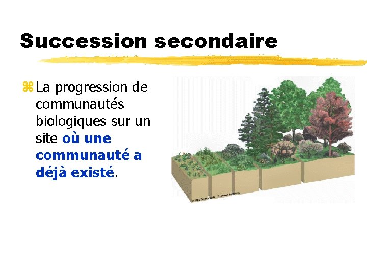 Succession secondaire z La progression de communautés biologiques sur un site où une communauté