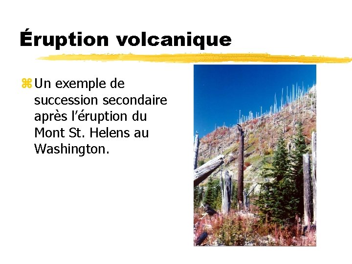 Éruption volcanique z Un exemple de succession secondaire après l’éruption du Mont St. Helens