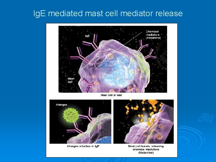 Ig. E mediated mast cell mediator release 