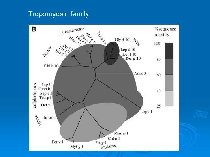 Tropomyosin family 