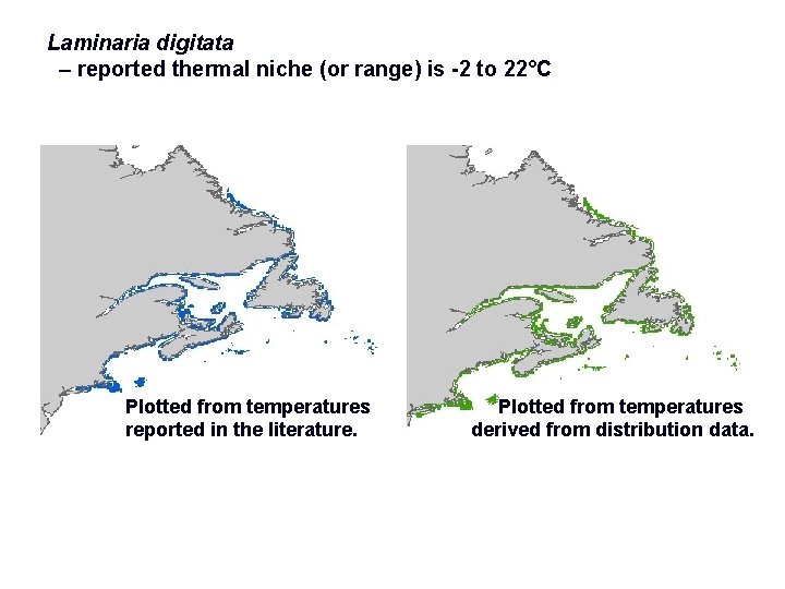 Laminaria digitata – reported thermal niche (or range) is -2 to 22°C Plotted from