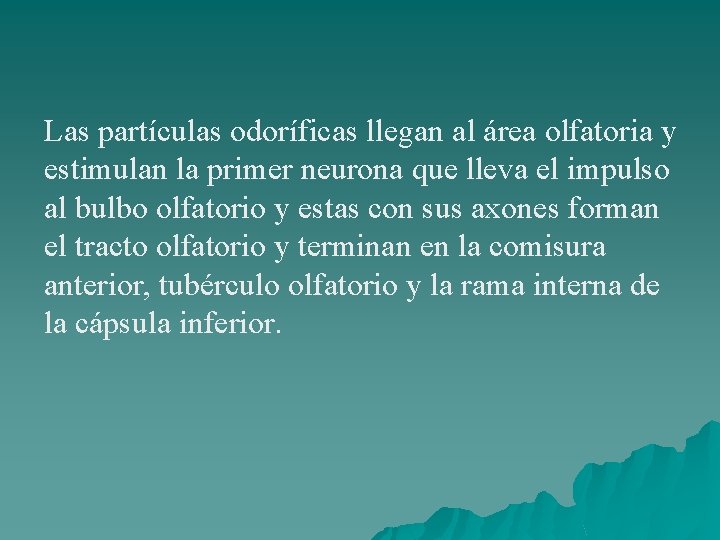 Las partículas odoríficas llegan al área olfatoria y estimulan la primer neurona que lleva