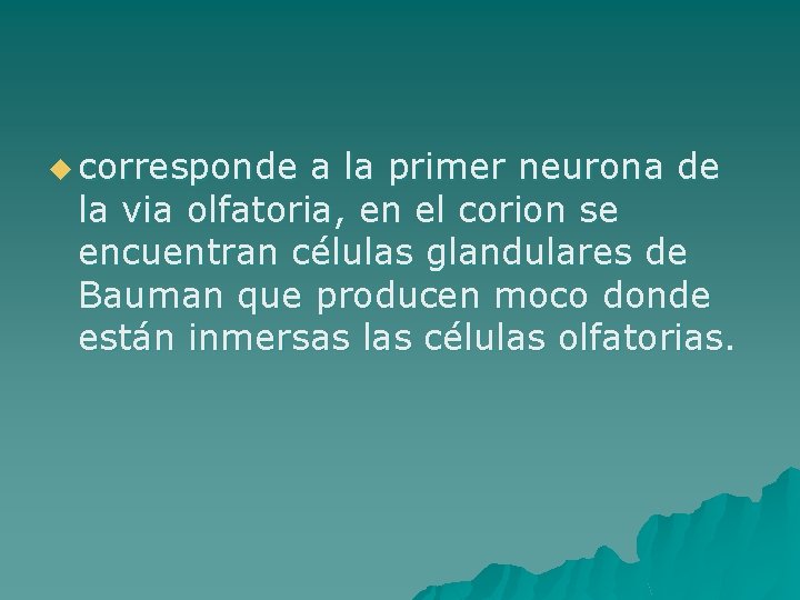 u corresponde a la primer neurona de la via olfatoria, en el corion se