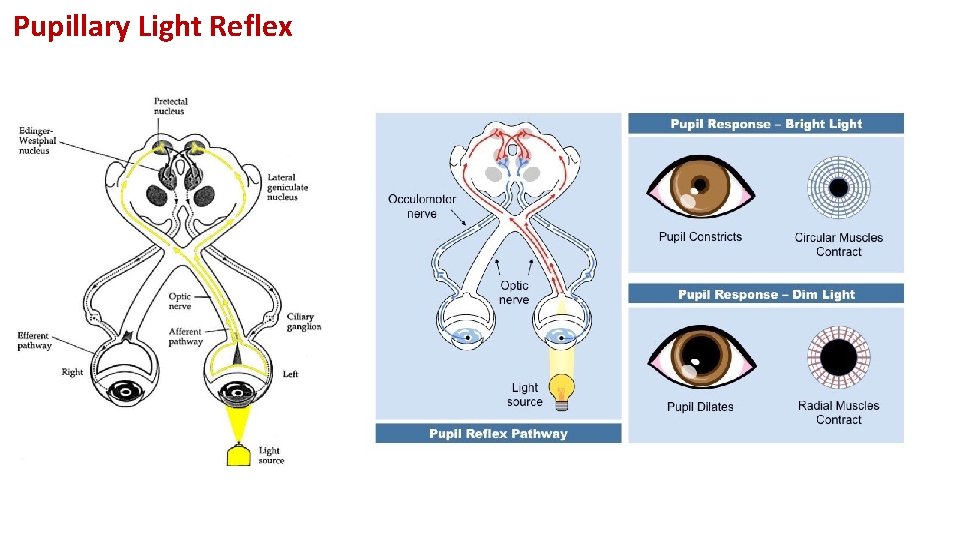 Pupillary Light Reflex 