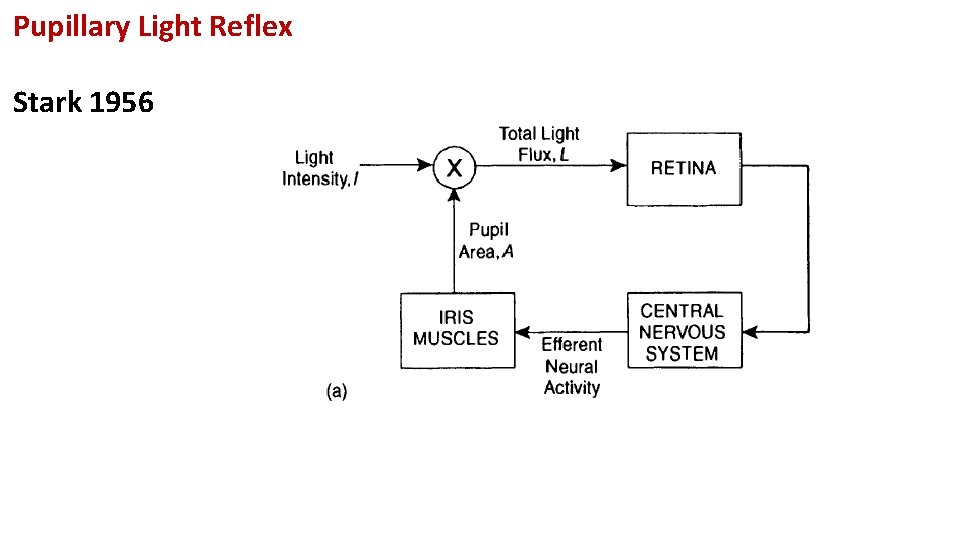 Pupillary Light Reflex Stark 1956 