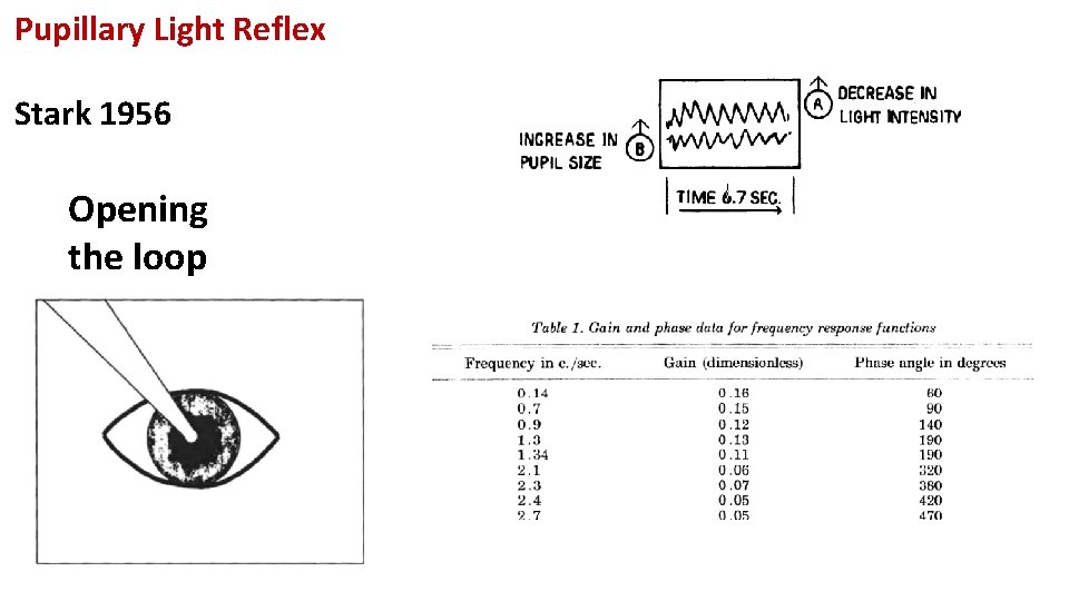 Pupillary Light Reflex Stark 1956 Opening the loop 