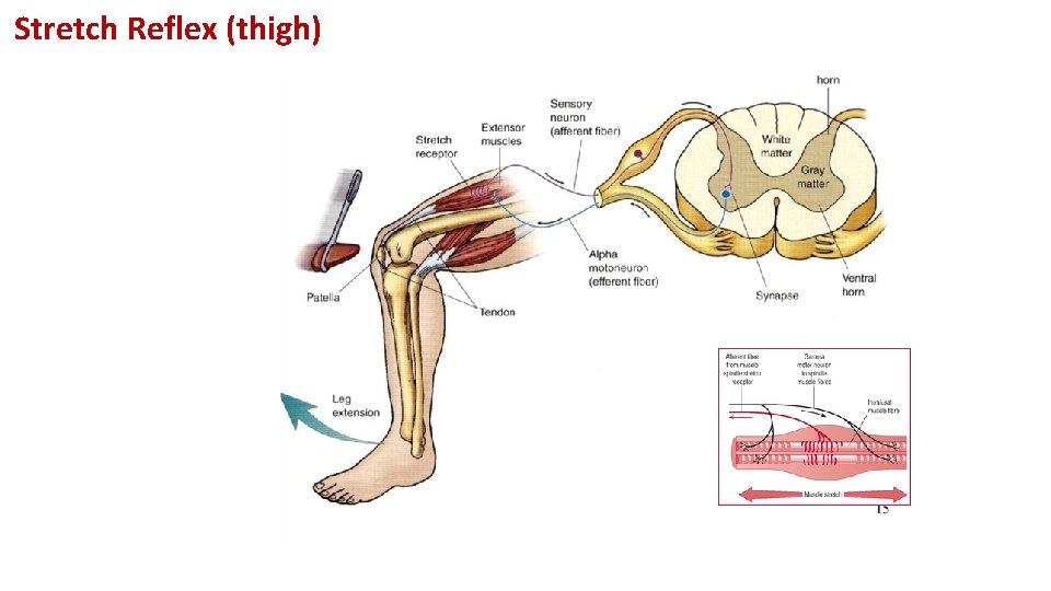 Stretch Reflex (thigh) 