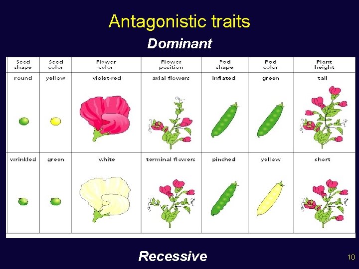 Antagonistic traits Dominant Recessive 10 