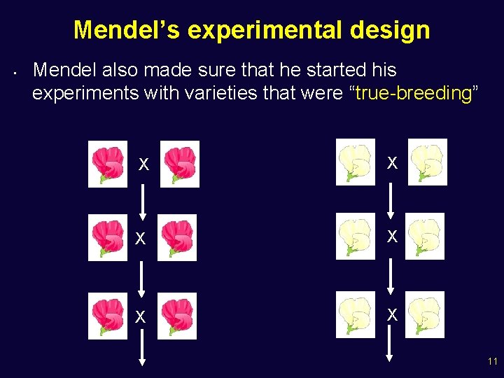 Mendel’s experimental design • Mendel also made sure that he started his experiments with