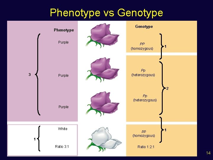 Phenotype vs Genotype Phenotype Purple 3 Purple Genotype PP (homozygous) 1 Pp (heterozygous) 2
