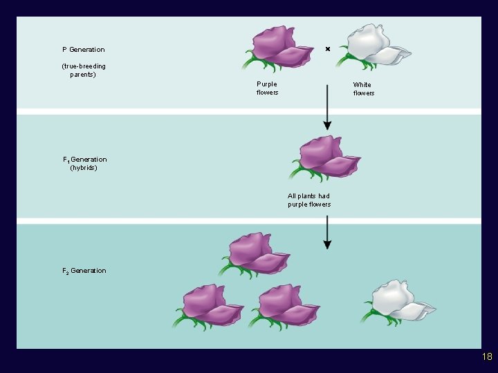  P Generation (true-breeding parents) Purple flowers White flowers F 1 Generation (hybrids) All