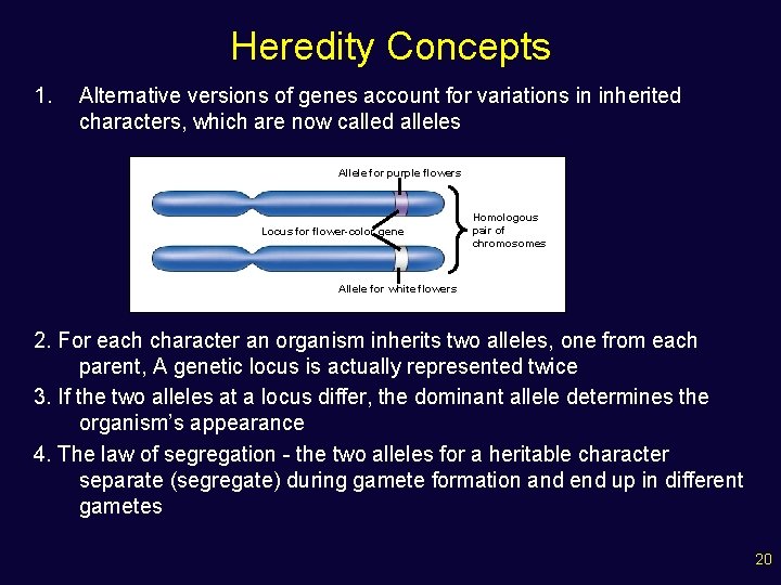 Heredity Concepts 1. Alternative versions of genes account for variations in inherited characters, which