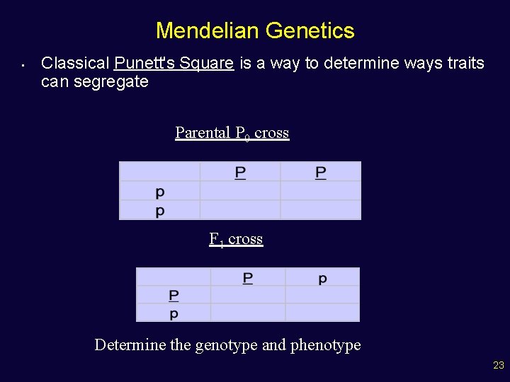 Mendelian Genetics • Classical Punett's Square is a way to determine ways traits can