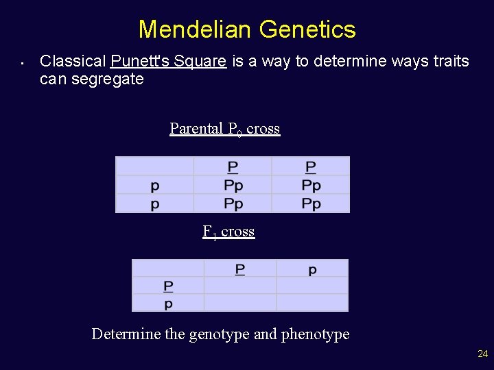 Mendelian Genetics • Classical Punett's Square is a way to determine ways traits can