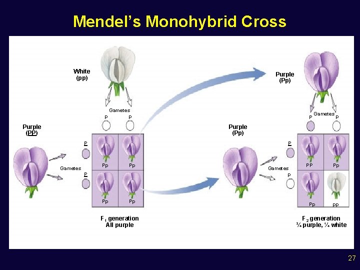 Mendel’s Monohybrid Cross White (pp) Purple (Pp) p Gametes p Purple (PP) P Gametes