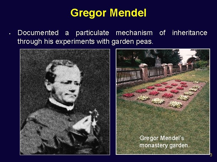 Gregor Mendel • Documented a particulate mechanism of inheritance through his experiments with garden