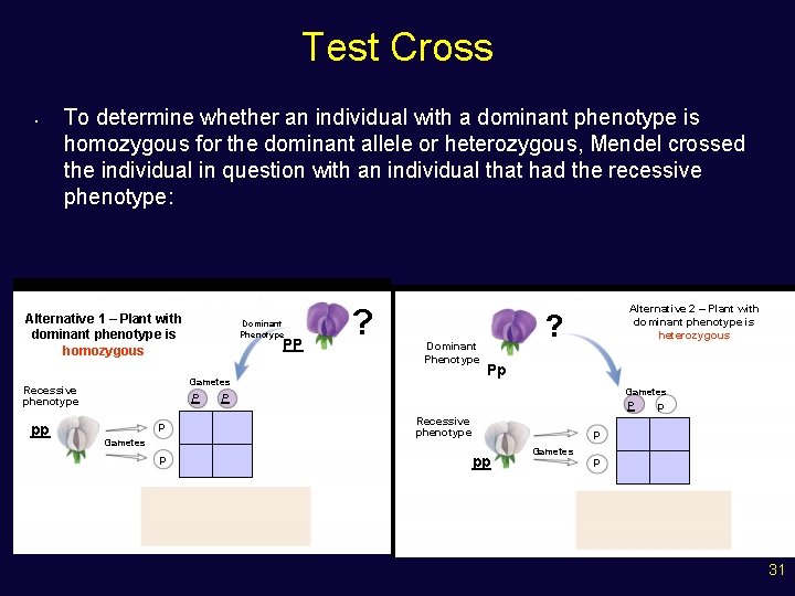 Test Cross • To determine whether an individual with a dominant phenotype is homozygous