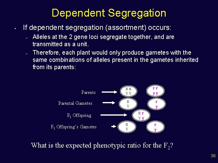 Dependent Segregation • If dependent segregation (assortment) occurs: – – Alleles at the 2
