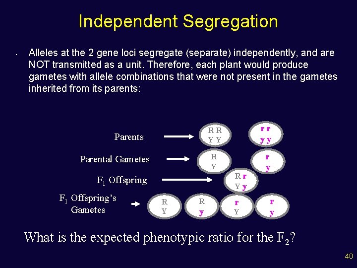 Independent Segregation • Alleles at the 2 gene loci segregate (separate) independently, and are