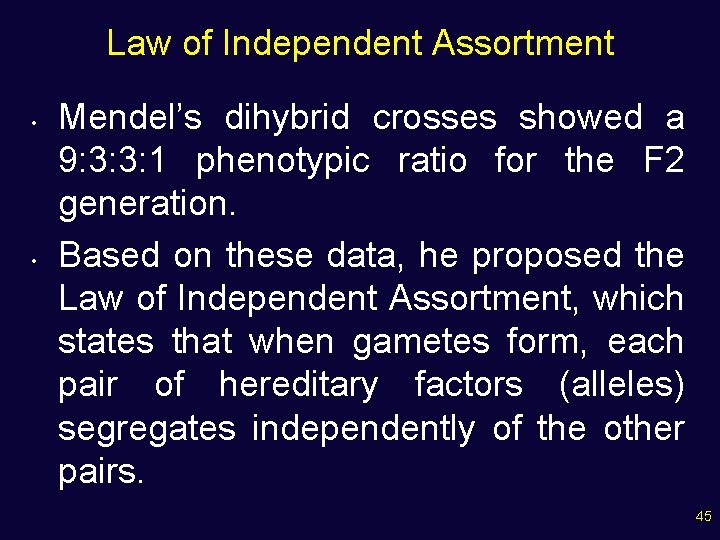 Law of Independent Assortment • • Mendel’s dihybrid crosses showed a 9: 3: 3: