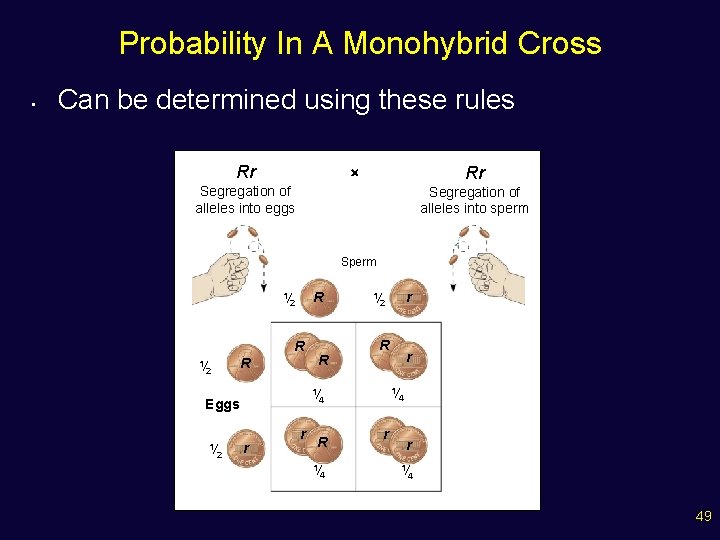 Probability In A Monohybrid Cross • Can be determined using these rules Rr Rr