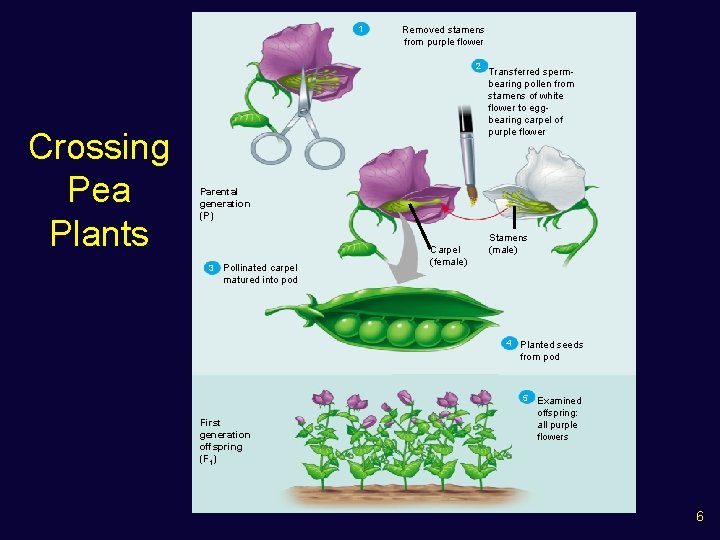 1 Removed stamens from purple flower 2 Crossing Pea Plants Transferred spermbearing pollen from