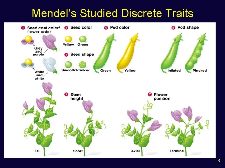 Mendel’s Studied Discrete Traits 8 