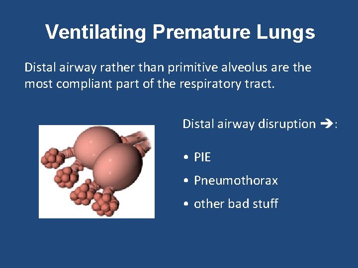 Ventilating Premature Lungs Distal airway rather than primitive alveolus are the most compliant part