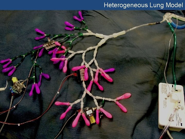 Heterogeneous Lung Model 