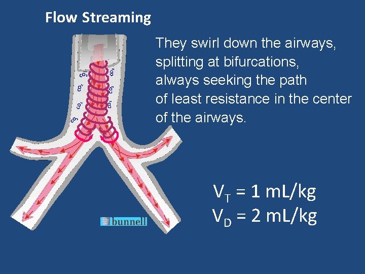 CO 2 CO 2 Flow Streaming They swirl down the airways, splitting at bifurcations,