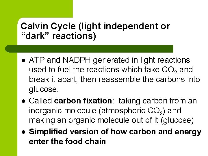 Calvin Cycle (light independent or “dark” reactions) l l l ATP and NADPH generated