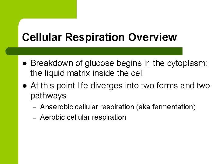 Cellular Respiration Overview l l Breakdown of glucose begins in the cytoplasm: the liquid
