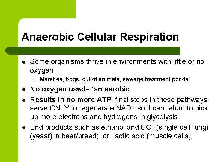 Anaerobic Cellular Respiration l Some organisms thrive in environments with little or no oxygen