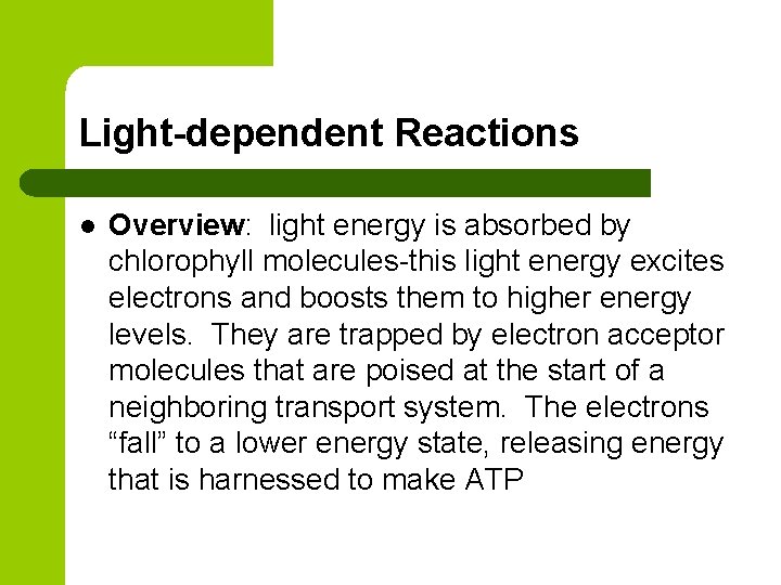 Light-dependent Reactions l Overview: light energy is absorbed by chlorophyll molecules-this light energy excites