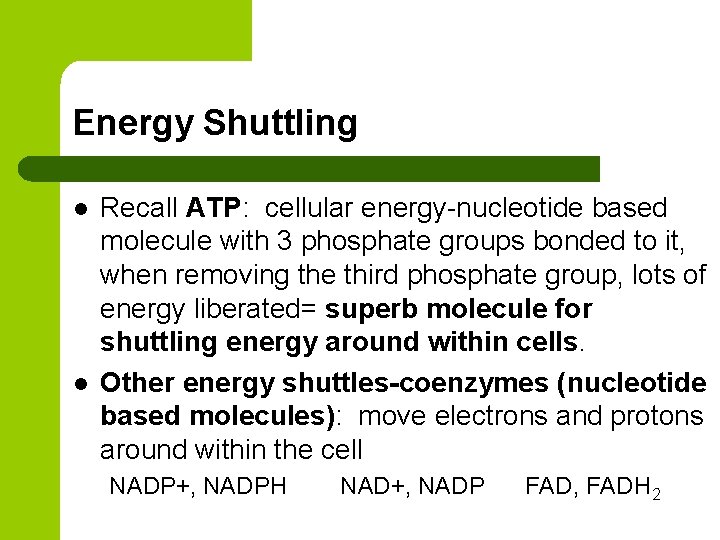 Energy Shuttling l l Recall ATP: cellular energy-nucleotide based molecule with 3 phosphate groups