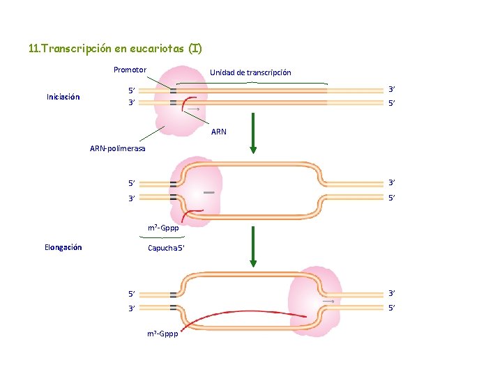 11. Transcripción en eucariotas (I) Promotor Iniciación Unidad de transcripción 3’ 5’ ARN-polimerasa 5’