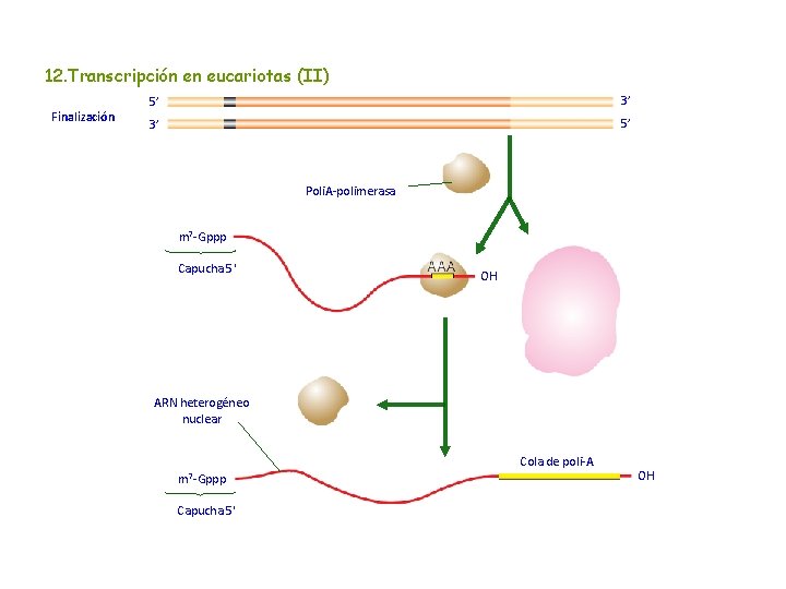 12. Transcripción en eucariotas (II) Finalización 5’ 3’ 3’ 5’ Poli. A-polimerasa m 7