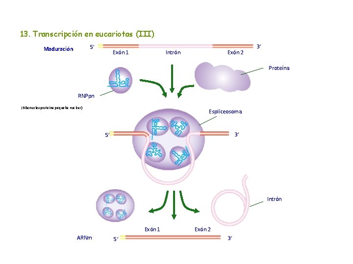 13. Transcripción en eucariotas (III) 5’ Maduración Exón 1 Intrón Exón 2 3’ Proteína