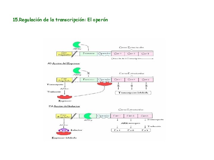 15. Regulación de la transcripción: El operón 