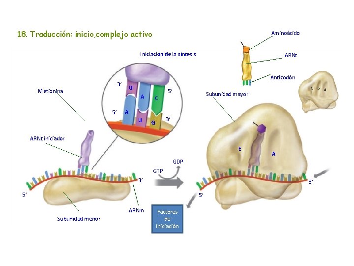18. Traducción: inicio, complejo activo Aminoácido Iniciación de la síntesis Anticodón 3’ Metionina U