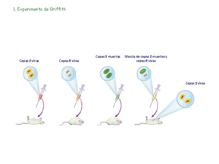 1. Experimento de Griffith Cepas S vivas Cepas R vivas Cepas S muertas Mezcla