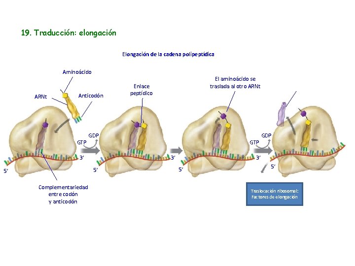 19. Traducción: elongación Elongación de la cadena polipeptídica Aminoácido ARNt Anticodón GTP GDP 3’