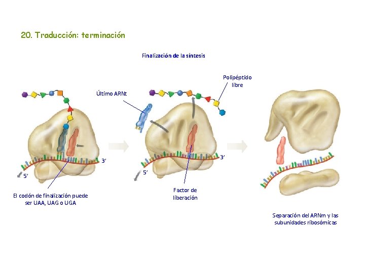 20. Traducción: terminación Finalización de la síntesis Polipéptido libre Último ARNt 3’ 3’ 5’